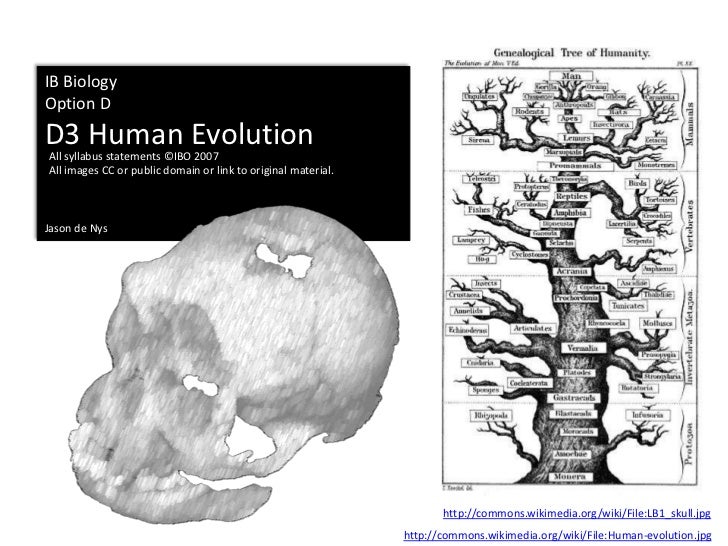 Ib Biology Option D 3 Human Evolution