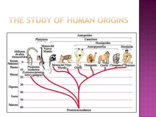 Human evolution | PPTX