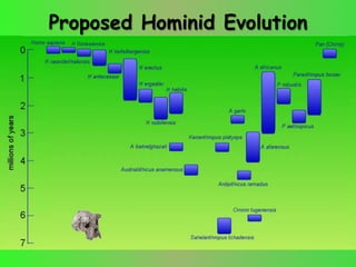 Proposed Hominid Evolution
 
