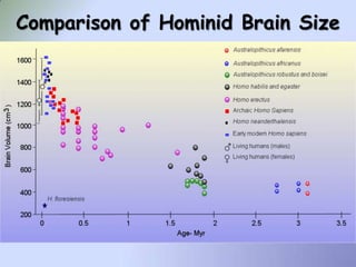 Comparison of Hominid Brain Size
 