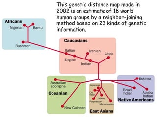 This genetic distance map made in
2002 is an estimate of 18 world
human groups by a neighbor-joining
method based on 23 kinds of genetic
information.
 