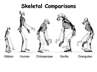 Skeletal Comparisons
 