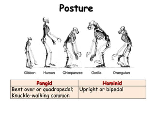 Posture




          Pongid                     Hominid
Bent over or quadrapedal;   Upright or bipedal
Knuckle-walking common
 