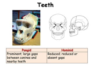 Teeth




          Pongid                 Hominid
Prominent; large gaps   Reduced; reduced or
between canines and     absent gaps
nearby teeth
 