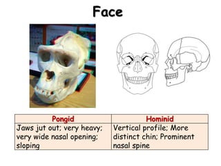 Face




          Pongid                      Hominid
Jaws jut out; very heavy;   Vertical profile; More
very wide nasal opening;    distinct chin; Prominent
sloping                     nasal spine
 