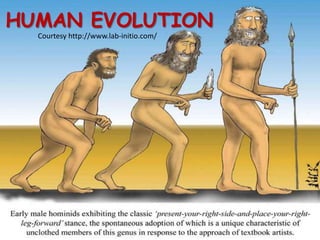 HUMAN EVOLUTION
  Courtesy http://www.lab-initio.com/
 