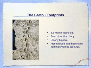 The Laetoli Footprints

•
•
•
•

3.6 million years old.
Even older than Lucy.
Clearly bipedal.
Also showed that these early
hominids walked together.

 
