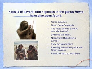 Fossils of several other species in the genus Homo
have also been found.
•
•
•

•
•
•
•

Homo ergaster.
Homo heidelbergensis.
The most famous is Homo
neanderthalensis
(Neanderthal Man).
Neanderthal Man lived in
Europe.
They too went extinct.
Probably lived side-by-side with
Homo sapiens.
Possibly interbred with them.

 
