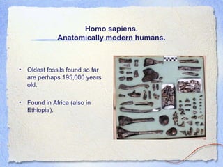 Homo sapiens.
Anatomically modern humans.

• Oldest fossils found so far
are perhaps 195,000 years
old.
• Found in Africa (also in
Ethiopia).

 