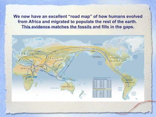 We now have an excellent “road map” of how humans evolved
from Africa and migrated to populate the rest of the earth.
This evidence matches the fossils and fills in the gaps.

 