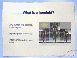 What is a hominid?

• Any human-like species,
including us.
• Bipedal (walks on two legs).
• Intelligent (large brain, uses
tools).

 