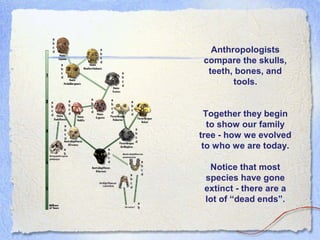 Anthropologists
compare the skulls,
teeth, bones, and
tools.
Together they begin
to show our family
tree - how we evolved
to who we are today.
Notice that most
species have gone
extinct - there are a
lot of “dead ends”.

 