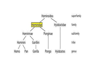 Human evolution (presentation #4 biology l2 project) | PPTX
