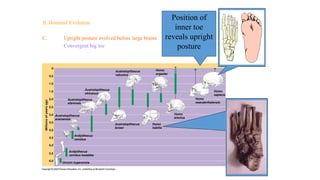 Human Evolution | PPTX