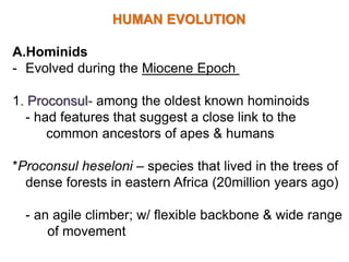 HUMAN EVOLUTION
A.Hominids
- Evolved during the Miocene Epoch
1. Proconsul- among the oldest known hominoids
- had features that suggest a close link to the
common ancestors of apes & humans
*Proconsul heseloni – species that lived in the trees of
dense forests in eastern Africa (20million years ago)
- an agile climber; w/ flexible backbone & wide range
of movement
 