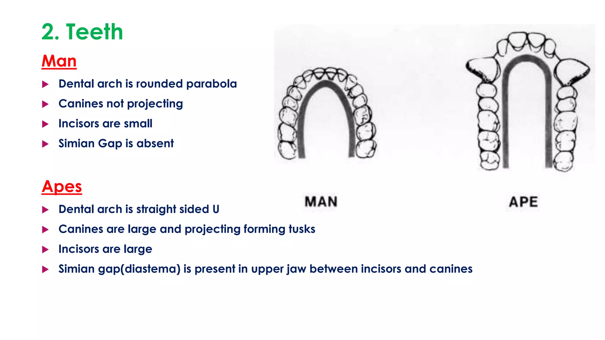 Projecting Tooth Human evolution | PPTX