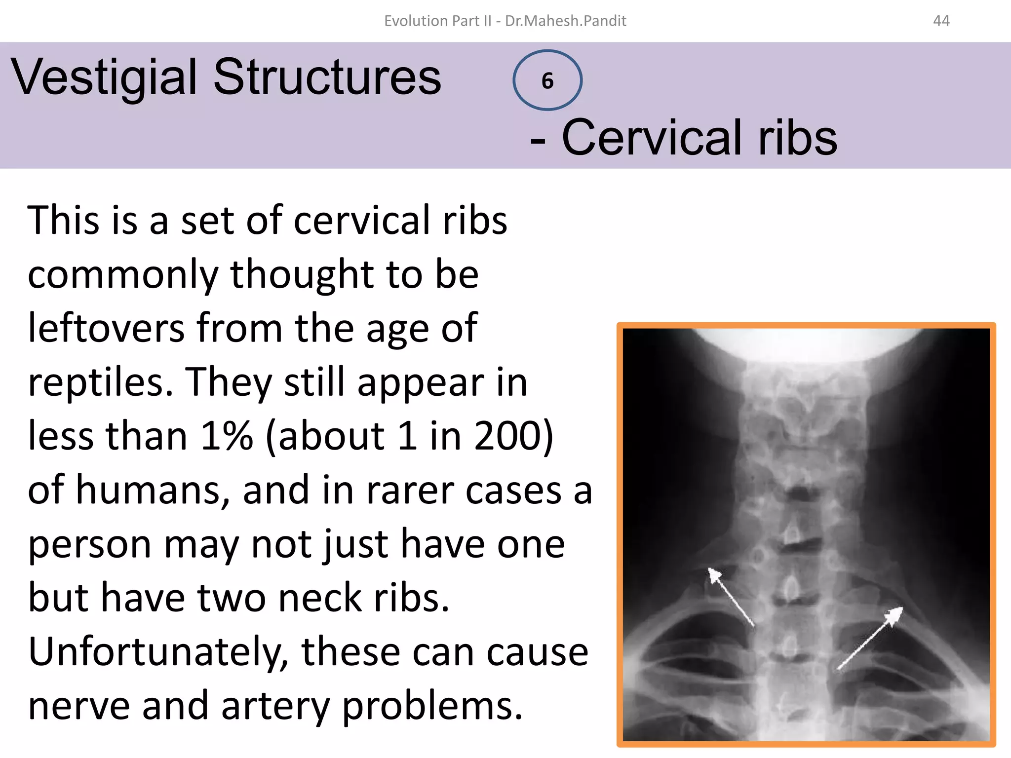 HUMAN EVOLUTION.pptx
