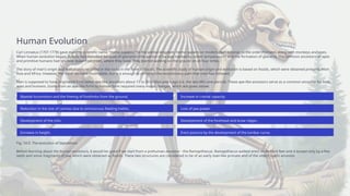 Human Evolution class 10 ppt biology ppt | PPTX