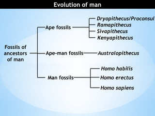 Human Evolution from its ancestors(1).pptx