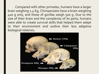 Compared with other primates, humans have a larger
brain weighing 1.4 Kg, Chimpanzees have a brain weighing
420 g only, and those of gorillas weigh 500 g. Due to the
size of their brain and the complexity of its parts, humans
were able to create survival skills that helped them adapt
to their environment and outlive their less adaptive
biological relatives.
 