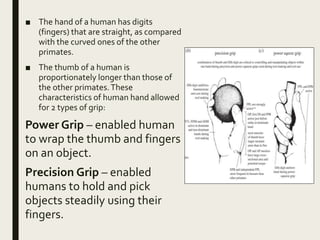 ■ The hand of a human has digits
(fingers) that are straight, as compared
with the curved ones of the other
primates.
■ The thumb of a human is
proportionately longer than those of
the other primates.These
characteristics of human hand allowed
for 2 types of grip:
Power Grip – enabled human
to wrap the thumb and fingers
on an object.
Precision Grip – enabled
humans to hold and pick
objects steadily using their
fingers.
 