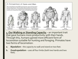 Human evolution and culture | PPTX