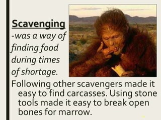 24
Scavenging
-was a way of
finding food
during times
of shortage.
Following other scavengers made it
easy to find carcasses. Using stone
tools made it easy to break open
bones for marrow.
 