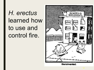 28
H. erectus
learned how
to use and
control fire.
 