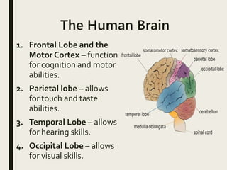 The Human Brain
1. Frontal Lobe and the
Motor Cortex – function
for cognition and motor
abilities.
2. Parietal lobe – allows
for touch and taste
abilities.
3. Temporal Lobe – allows
for hearing skills.
4. Occipital Lobe – allows
for visual skills.
 