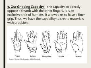 3. Our Gripping Capacity – the capacity to directly
oppose a thumb with the other fingers. It is an
exclusive trait of humans. It allowed us to have a finer
grip.Thus, we have the capability to create materials
with precision.
 