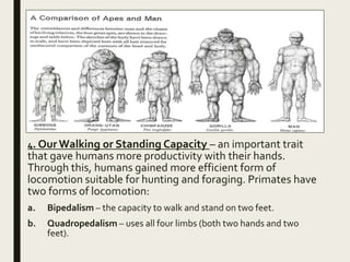 4. Our Walking or Standing Capacity – an important trait
that gave humans more productivity with their hands.
Through this, humans gained more efficient form of
locomotion suitable for hunting and foraging. Primates have
two forms of locomotion:
a. Bipedalism – the capacity to walk and stand on two feet.
b. Quadropedalism – uses all four limbs (both two hands and two
feet).
 