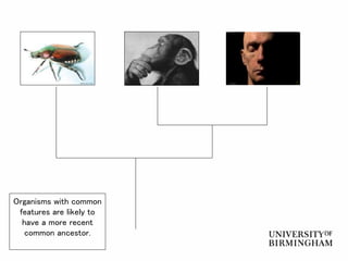Organisms with common
features are likely to
have a more recent
common ancestor.
 