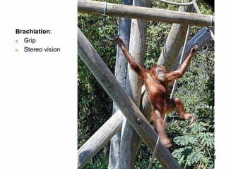 Brachiation:
o Grip
o Stereo vision
 