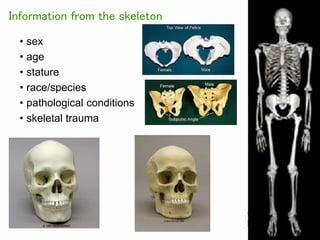 • sex
• age
• stature
• race/species
• pathological conditions
• skeletal trauma
Information from the skeleton
 