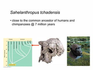 Sahelanthropus tchadensis
• close to the common ancestor of humans and
chimpanzees @ 7 million years
 
