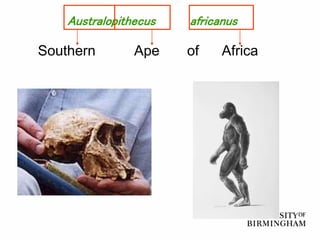 Australopithecus africanus
Southern Ape of Africa
 