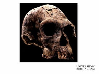 Homo habilis (ca. 2.5-1.6 mya)
 