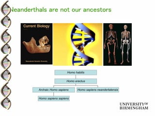 Neanderthals are not our ancestors
Homo sapiens sapiens
Archaic Homo sapiens Homo sapiens neandertalensis
Homo erectus
Homo habilis
 