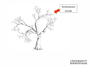 Contemporary
animals
 