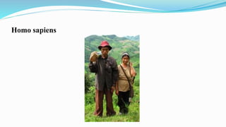Homo sapiens
 