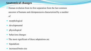 Anatomical changes
 Human evolution from its first separation from the last common
ancestor of humans and chimpanzeesis characterized by a number
of
 morphological
 developmental
 physiological
 behaviora changes
 The most significant of these adaptations are
 bipedalism
 increased brain size
 