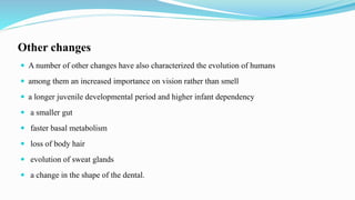 Other changes
 A number of other changes have also characterized the evolution of humans
 among them an increased importance on vision rather than smell
 a longer juvenile developmental period and higher infant dependency
 a smaller gut
 faster basal metabolism
 loss of body hair
 evolution of sweat glands
 a change in the shape of the dental.
 