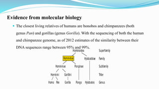 Evidence from molecular biology
 The closest living relatives of humans are bonobos and chimpanzees (both
genus Pan) and gorillas (genus Gorilla). With the sequencing of both the human
and chimpanzee genome, as of 2012 estimates of the similarity between their
DNA sequences range between 95% and 99%.
 