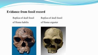 Evidance from fossil record
Replica of skull fossil
of Homo habilis
Replica of skull fossil
of Homo ergaster
 