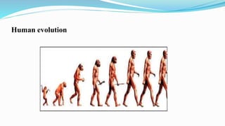Human evolution
 