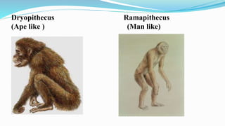 Dryopithecus Ramapithecus
(Ape like ) (Man like)
 