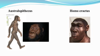 Australopithecus Homo eractus
 