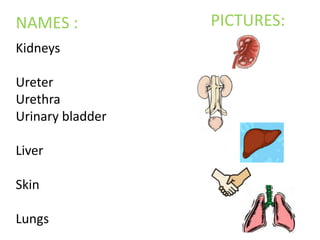 PICTURES:NAMES :KidneysUreterUrethraUrinary bladderLiver Skin Lungs
