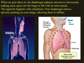 RESPIRATORY SYSTEM IN HUMANS | PPTX