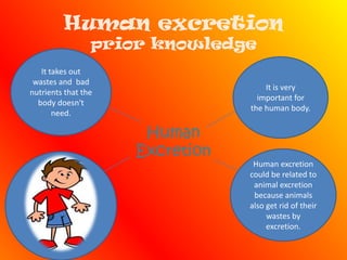 Human excretionprior knowledgeIt takes out wastes and  bad nutrients that the body doesn't need.It is very important for the human body.Human ExcretionHuman excretion could be related to animal excretion because animals also get rid of their wastes by excretion.